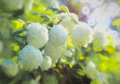 Softly Blooming by Helen White